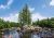 Tree Scene Tree Scene