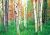 Woods Scene Woods Scene