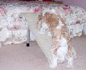 Free Standing Leg Kit for Half Step Pet Ramp