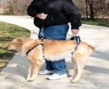 pet harness