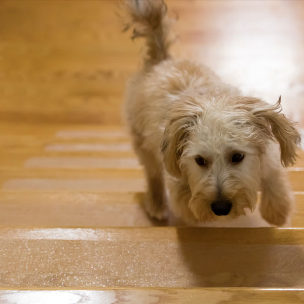 Handi Products Puppy Treads Handi Products Puppy Treads