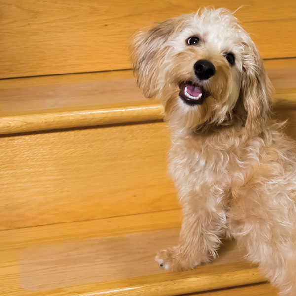 Puppy Tread Clear 6 X24 Handiramp Puppy Treads Dog On Slippery Wood Steps